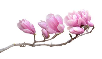 pink magnolia flower - obrazy, fototapety, plakaty