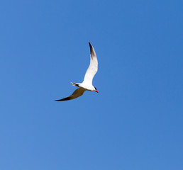Fototapeta na wymiar Seagull against blue sky in flight