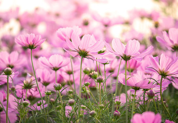 Pink cosmos flowers