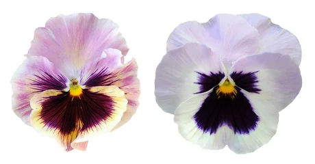Peel and stick wallpaper Pansies pansy flower