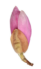 Fototapeta premium magnolia