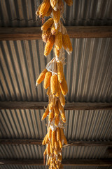 Ripe maize corn on the cob hanging from the ceiling