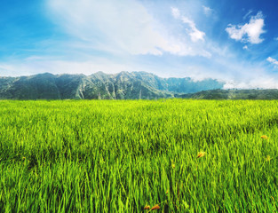 Landscape green rice grassland field with mountain and blue sky