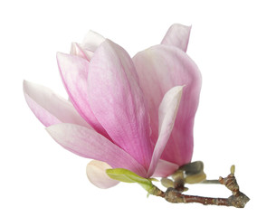 magnolia flower