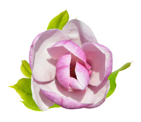 Fototapeta premium pink magnolia
