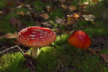 Fairy mushrooms