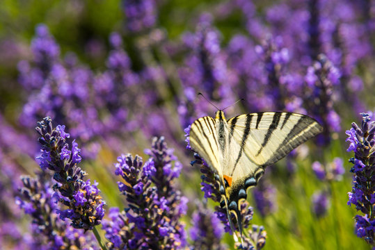Scarce Swallowtail (Iphiclides podalirius) butterfly on a lavender flower, Provence (France)