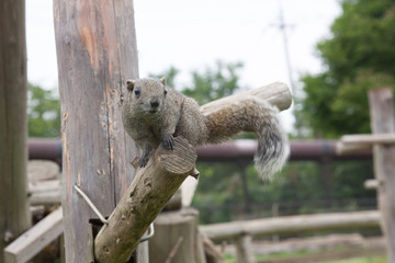 Squirrel in the park to eat