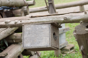 Squirrel in the park to eat