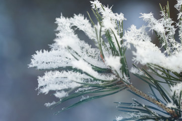 frost on spruce needles