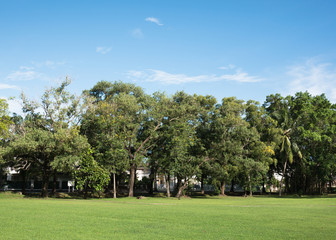 Fototapeta na wymiar green lawn and tree in park with light blue sky and cloud