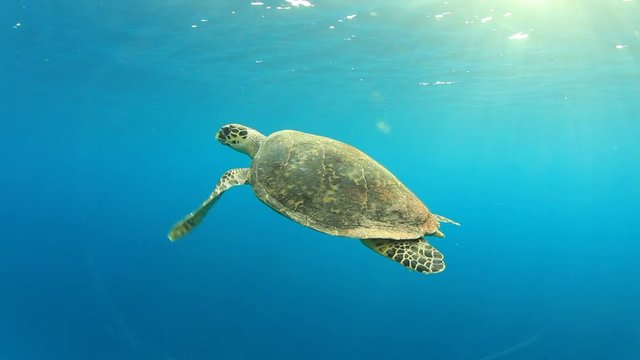Hawksbill Sea Turtle underwater in ocean, comes to surface to breathe air