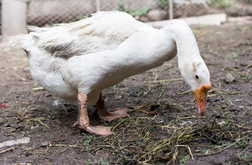portrait of a goose on a farm