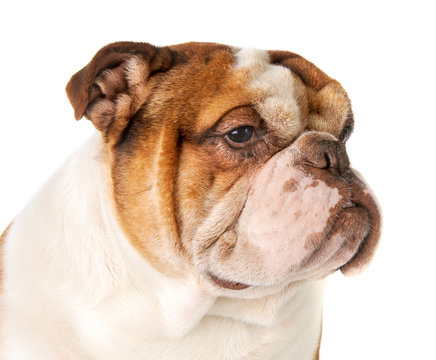 Portrait of a dog breed English Bulldog close-up on a white back