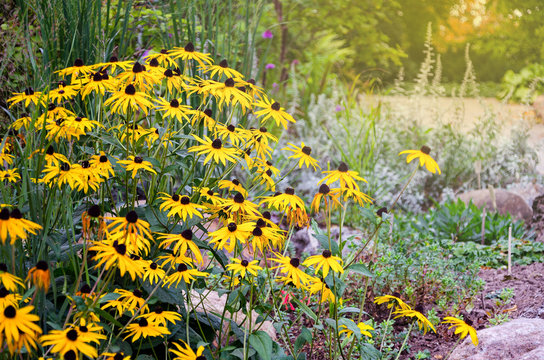 Rudbeckia flowers commonly called coneflowers and black-eyed-sus