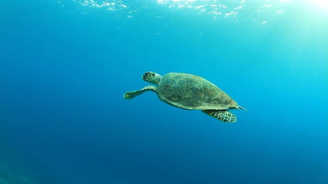 Hawksbill Sea Turtle underwater in ocean