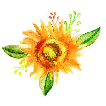 Watercolor sunflower hand drawn illustration isolated on a white background, designed bouquet for package tea, natural organic product, medicine, beauty salon, wedding card,  greeting invitations, web