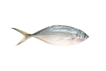 fresh sea fish on white background