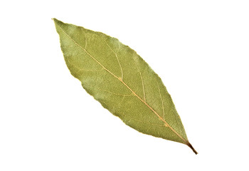 Aromatic dry bay leaf isolated on a white background