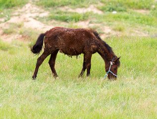 a horse in a pasture in nature