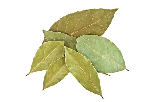 Dried bay laurel leaves isolated on a white background close up