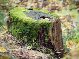 Old tree stump with moss in autumn forest
