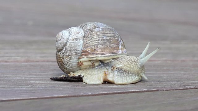 Snail run away on wood