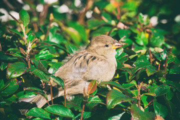 sparrow on sitting in the bushes, a sparrow on a branch