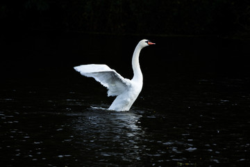 White swan taking off from a pond
