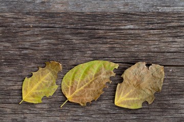 Autumn leaves over wooden background with copy space