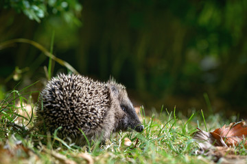Kleiner Baby Igel erkundet den Garten im Herbst