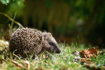 Kleiner Baby Igel erkundet den Garten im Herbst