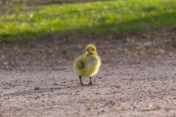 Gosling