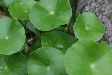 Water drop on leaves green background close up