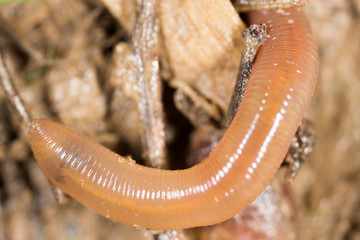 worm in nature. super macro