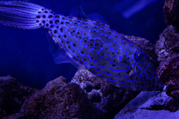 Tropical fish floats.