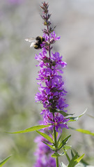 bee on wildflower at lake