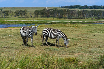 Fototapeta na wymiar Zebra in the African savannah