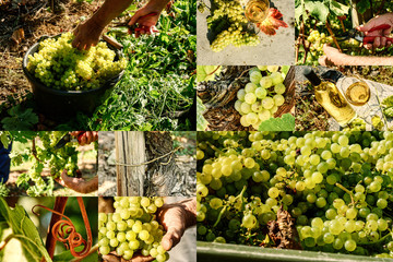 Collage with white grape harvesting and grape closeup
