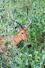 Antelope Impala in the bush