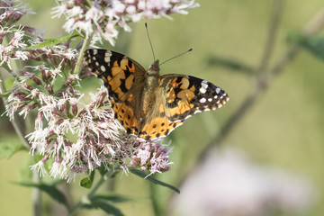 butterfly on wildflower