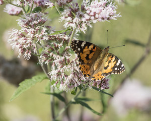 butterfly on wildflower
