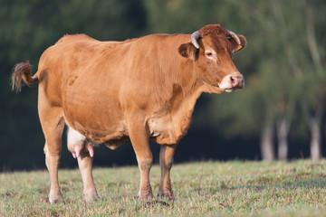 Cow from French Limousin