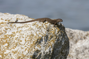 lizard on rock