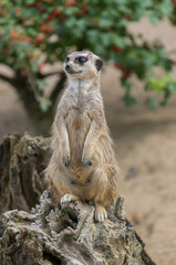 Standing meerkat