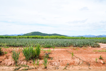 Fototapeta na wymiar Organic Pineapple Plantations in Prachuap Khiri Khan, Thailand