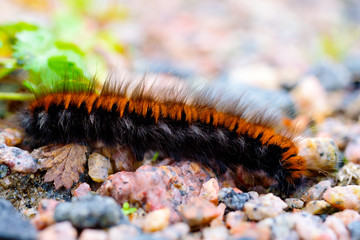The larva or caterpillar of a fox moth (Macrothylacia rubi).