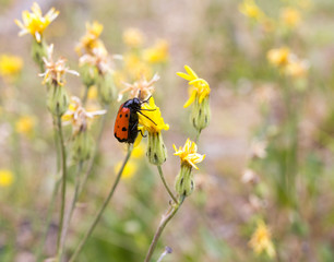 Red beetle on nature. macro