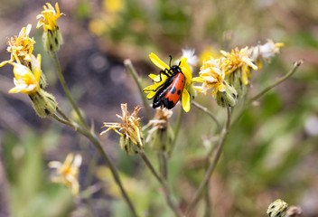 Red beetle on nature. macro