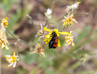 Red beetle on nature. macro